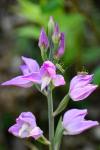 Cephalanthera rubra