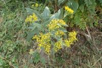 Senecio ovatus subsp. alpestris