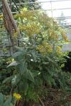 Senecio ovatus subsp. alpestris