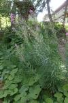 Chamaenerion angustifolium