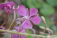 Chamaenerion angustifolium