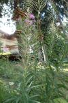 Chamaenerion angustifolium
