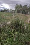Miscanthus sinensis