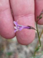 Lobelia urens