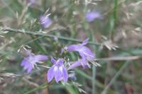 Lobelia urens