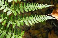 Dryopteris dilatata