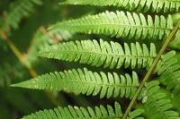 Dryopteris affinis