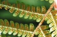Dryopteris affinis