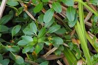 Ludwigia peploides
