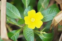 Ludwigia peploides