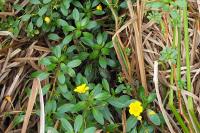 Ludwigia peploides