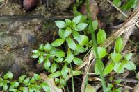 Ludwigia palustris