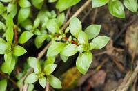 Ludwigia palustris