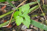 Acer negundo