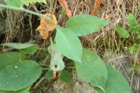 Hieracium murorum