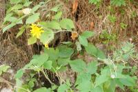 Hieracium murorum