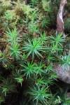 Polytrichum juniperinum