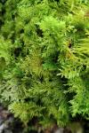 Thuidium tamariscinum