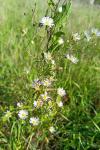 Erigeron annuus