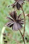Bidens frondosa