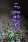 Salvia pratensis