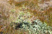 Eryngium campestre