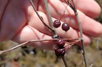 Aronia arbutifolia