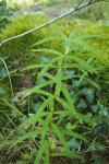 Polygonatum verticillatum