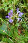 Prunella hastifolia