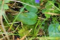Prunella hastifolia