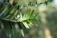 Taxus baccata