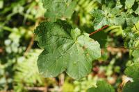 Acer opalus