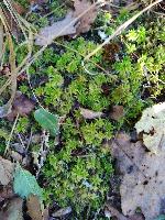 Sphagnum