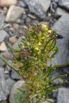 Erucastrum nasturtiifolium subsp. nasturtiifolium
