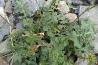 Erucastrum nasturtiifolium subsp. nasturtiifolium
