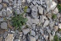 Erucastrum nasturtiifolium subsp. nasturtiifolium