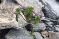 Galeopsis ladanum