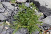 Rumex scutatus