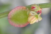 Rumex scutatus