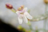 Chaenorhinum minus subsp. minus