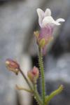 Chaenorhinum minus subsp. minus