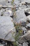 Chaenorhinum minus subsp. minus
