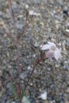 Gypsophila repens