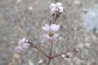 Gypsophila repens