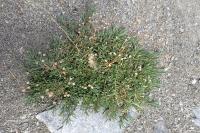 Gypsophila repens
