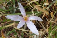 Colchicum alpinum