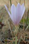 Colchicum alpinum