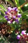 Prunella vulgaris