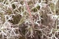 Cladonia portentosa