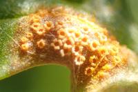 Coleosporium senecionis